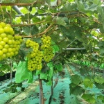 고당도 과일선물 망고포도 샤인머스켓 2kg(3-5수) : 뷰티안녕