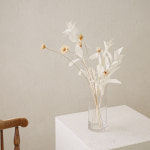 미니 아네모네 프리저브드 드라이플라워 6p 1set : 메이드모드