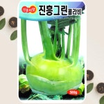 그린콜라비씨앗 500립 콜라비 씨앗 종자 진흥종묘 : 식물세계