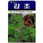 약초 중에 없으면 안되는 감초 씨앗 500립 : 녹색그린농산