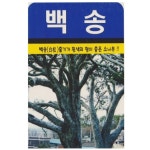 백송 줄기가 흰색의 향이 좋은 소나무 100립 : 녹색그린농산