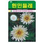 흰민들레 간에 좋은 최고의 민간약초로 불리우는 10000립 : 녹색그린농산