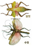 딜라타타뚱보가시잎대벌레 [Q-3-80] 곤충표본 : 만천곤충박물관