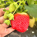 딸기 설향 산지직송 밭딸기 프리미엄 특A급 신선과일 선물세트 냉동 딸기라떼 명절 생 : 맛땡이사과 대한민국농수산