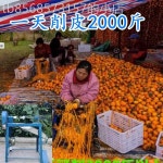 감 깎는 기계 깍는 곶감 껍질 벗기기 필러 슬라이서 고급 기타 옵션 문의 : 성지해외전문몰