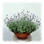 KS[꽃씨]허브-라벤다(레이스라벤다) 스패니쉬아이 : 10립 : 신가네