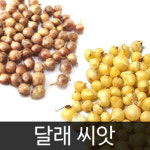 gr달래씨앗 채소씨앗 야채 씨앗 종자 종패 종폐 300알 : 신가네