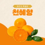 제주도 천혜향 가정용 선물세트 3kg, 5kg, 10kg : 맛다믄 청원감귤농장