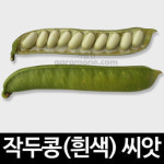 gr흰색 작두콩 씨앗 콩 씨앗 콩씨 채소 야채 종자 10알 : 신가네