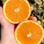 퓨어스펙 썬키스트 블랙라벨 캘리포니아 직수입 고당도 오렌지 : 고래농수산