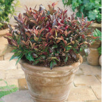 트왈라이트 왜성남천나무 4년 7치 화분묘 : 세종원예농원