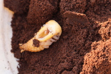 사슴벌레 인공 번데기방 번데기 전용 용화 : Vittle