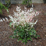 트왈라이트 왜성남천나무 4년 7치 화분묘 : 세종원예농원