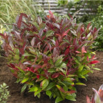 트왈라이트 왜성남천나무 4년 7치 화분묘 : 세종원예농원