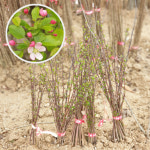 꽃사과나무 1년 묘목 : 세종원예농원