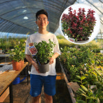 트왈라이트 왜성남천나무 4년 7치 화분묘 : 세종원예농원