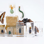 나투라 절지류 컬렉션 교구 곤충 나비 표본 과학 : 제페토하우스