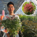 옵세스드 왜성남천나무 4년 7치 화분묘 : 세종원예농원