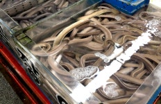 캐나다,뉴질랜드,미국서부산 900g 진공포장 2~3인분 주순자꼼장어 수정상회 : 주순자꼼장어