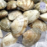 냉동 피바지락 1kg (500g x 2팩) 바지락 칼국수 조개 해물 술찜 : 천부씨푸드