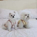 오마이독 강아지 조끼 애견 민소매 실내복 코코리베 강아지옷 XS : 코코리베 CocoLiebe