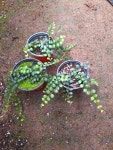 세디폴리아. 메디닐라 세디폴리아(Medinilla Sedifolia)9센치 폿小小 분양 : 청구원 야생화뜨락