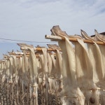 [일억수산] 구룡포 반건조오징어 건조오징어 국내산 원양산 국내가공 : 일억수산