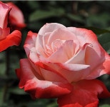 이룸정원 유럽장미 탄쵸 사계장미 은은한향기 꽃나무 핑크색 개화량많음 18cm포트 : 이룸정원