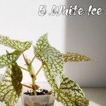 [랜덤발송] 베고니아 화이트아이스 : 그린 아일랜드