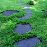 그린카펫 Green Carpet Herniaria glabra 1000립 : 라온365