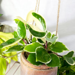 와이키키농장 행잉플랜트 호야 플랜테리어 음지 공기정화 다육 키우기쉬운 식물 : 와이키키 농장