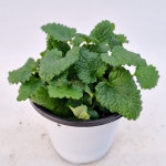 허브 레몬밤 : 조이플랜트