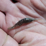 [흑새우] 토종 국내산 민물새우 500g / 1kg 김장용 줄새우 새뱅이 토하 새우탕 : 정림새우농장