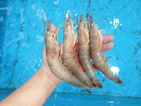 태안 신진도 자연산 대하 600g (13~17미) 급냉 냉동 새우 왕새우 : 바른 바다