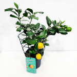 에덴플랜트 라임오렌지나무 고급수종 과실수 유실수 식용 트리 신혼집 인테리어 : 에덴플랜트