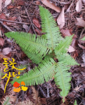 발풀고사리 앙치식물 2촉이상 : 들꽃사랑 야생화