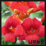(나무농장) 능소화 신품종능소화 플라멘코 썸머재즈 : 우리나무농장