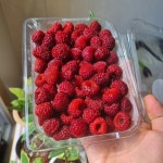 농장직송 포항 산딸기 냉동과 실속형(1kg,2kg) GAP인증산딸기 : 송라보경산딸기 영농조합