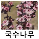 자엽국수나무 묘목 타이니와인 삽목2년 포트묘 : 언니농원