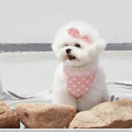 레드퍼피/베이비 하네스 강아지하네스 강아지옷 애견패션용품 : REDPUPPY