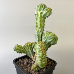 용신목 철화 04 - 동일 수형 희귀 철화 선인장 : 식물행성