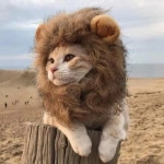코스튬 귀여운 애견 강아지 옷 도안 봄옷 ATUBAN 개와 고양이용 사자 갈기 가발 애완 동물 할로윈 의상 고양이 작은 개 모자 : 이오 상회