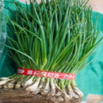 국내사 흙쪽파 1단 1kg 신선농장 : 신선농산