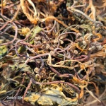 재배가 아닌 자연산 건 고사리 100g / 모듬 산나물 고비 산두릅 100g : 이장형님네 농장