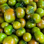 부산 대저 짭짤이 토마토 2.5kg : 오늘:따옴