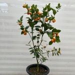 황금열매 유주나무 대품 과실수 달콤한 향 키우기쉬운 실내공기정화식물 관상수 인테리어 : 다은꽃농원