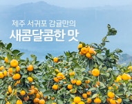 제주 서귀포 감귤 10 kg 맛있는 달달한 노지 귤10 쥬스 : 엠제이오퍼