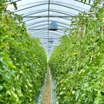 [품평회 대상수상 농장] 특품 부산 대저 짭짤이토마토 짭잘이 토마토 제철 짭짜리 짭자리 짭짤한 대저토마토 단짠 도마토 : 프루츠윗