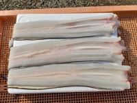 자연산 통영 바다장어 대 1kg 2~4미 아나고 붕장어 국내산 장어구이 : 산지 밥상