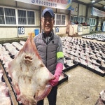 국산 목포 대청도 군산 홍어 삭힌 흑산도홍어 500g 1kg : 손가네한우